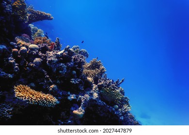 Underwater view of the coral reef, Tropical waters, Marine life - Shutterstock ID 2027447879