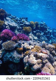 Underwater view of the coral reef, Tropical waters, Marine life - Shutterstock ID 2209631361