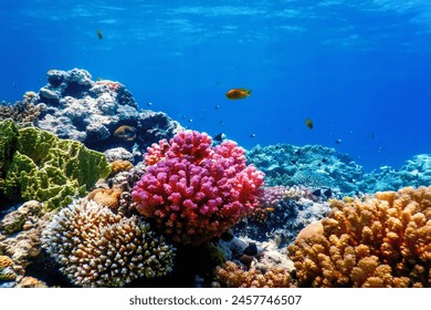 Underwater view of the coral reef, Tropical waters, Marine life - Powered by Shutterstock