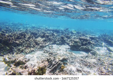 Underwater View Of Dead Coral Reefs And Beautiful Fishes. Snorkeling. Maldives, Indian Ocean.