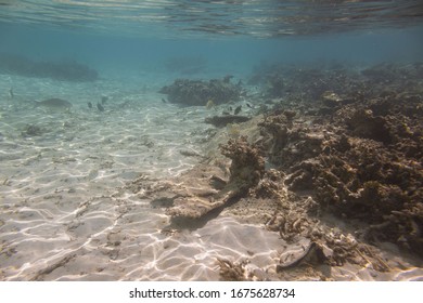 Underwater View Of Dead Coral Reefs And Beautiful Fishes. Snorkeling. Maldives, Indian Ocean.