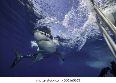 Underwater View Of A Great White Shark During A Cage Diving Trip At Guadalupe Island Mexico.