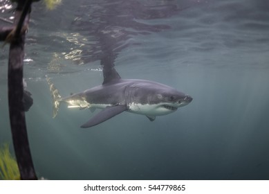 Underwater View Of A Great White Shark Swimming Near The Surface During A Cage Diving Trip In False Bay, Cape Town South Africa.