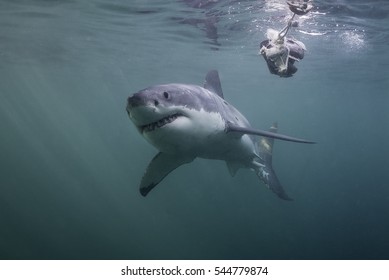 Underwater View Of A Great White Shark Swimming Near The Surface During A Cage Diving Trip In False Bay, Cape Town South Africa.