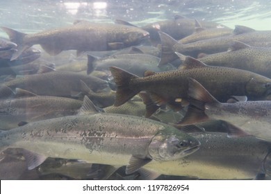 An Underwater View Of A Group Of Wild Salmon