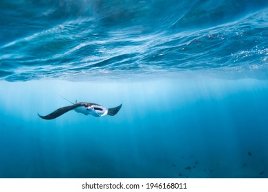 Underwater view hovering Giant oceanic manta ray ( Manta Birostris )  Watching undersea world during adventure snorkeling tour to Manta Beach in tropical Nusa Penida island  Indonesia  