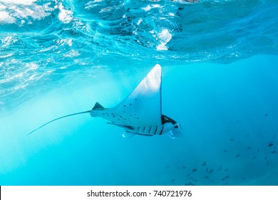 Underwater view of hovering Giant oceanic manta ray ( Manta Birostris ). Watching undersea world during adventure snorkeling tour to Manta Beach in tropical Nusa Penida island, Indonesia. 
