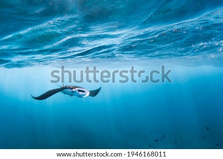 Underwater view of hovering Giant oceanic manta ray ( Manta Birostris ). Watching undersea world during adventure snorkeling tour to Manta Beach in tropical Nusa Penida island, Indonesia. 
