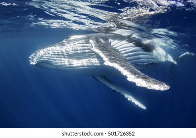 Underwater View Of A Humpback Whale Calf, Vava'u Tonga.