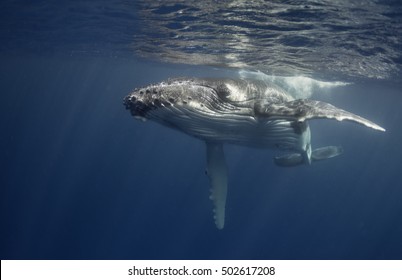 Underwater View Of A Humpback Whale Calf In Vava'u, Tonga.