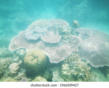 Underwater View In Pulau Tioman