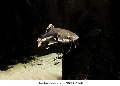 Underwater View Of A Red Tail Catfish Swimming