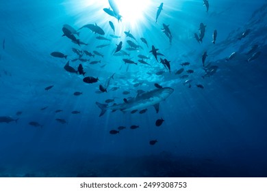 Underwater view of a school of fish swimming in the ocean. The great white shark (Carcharodon carcharias) swimming among other fishes. - Powered by Shutterstock