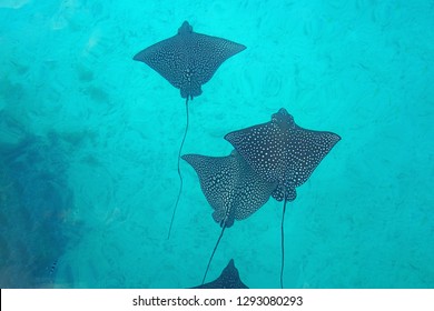 33,146 Sealife Images, Stock Photos & Vectors | Shutterstock