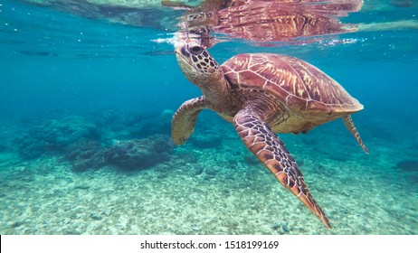 Turtle Breathing Images Stock Photos Vectors Shutterstock