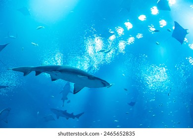 Underwater view of sharks swimming in a blue-lit aquarium, accompanied by various marine species - Powered by Shutterstock