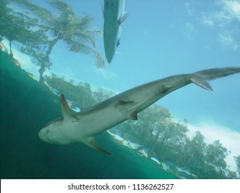 Underwater View Of The Sky With Sharks Circling Overhead