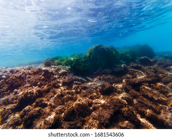 海底 の画像 写真素材 ベクター画像 Shutterstock