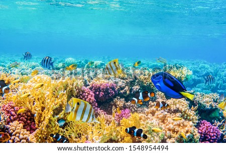 underwater view with tropical fish and coral reefs