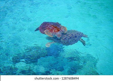 Underwater View Of A Tropical Sea Turtle In The Bora Bora Lagoon, French Polynesia