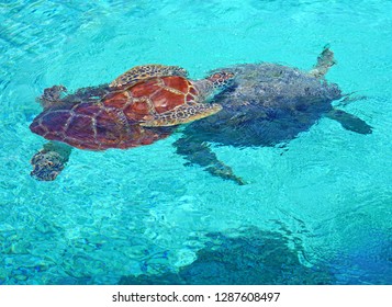 Underwater View Of A Tropical Sea Turtle In The Bora Bora Lagoon, French Polynesia