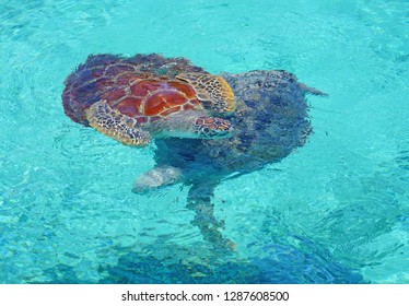 Underwater View Of A Tropical Sea Turtle In The Bora Bora Lagoon, French Polynesia