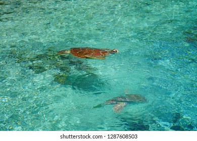 Underwater View Of A Tropical Sea Turtle In The Bora Bora Lagoon, French Polynesia