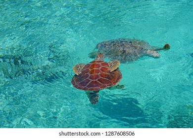 Underwater View Of A Tropical Sea Turtle In The Bora Bora Lagoon, French Polynesia