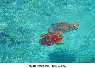 Underwater View Of A Tropical Sea Turtle In The Bora Bora Lagoon, French Polynesia