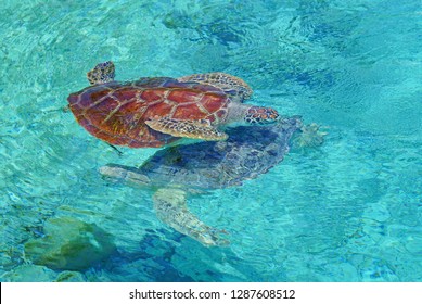 Underwater View Of A Tropical Sea Turtle In The Bora Bora Lagoon, French Polynesia