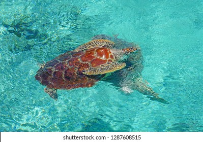 Underwater View Of A Tropical Sea Turtle In The Bora Bora Lagoon, French Polynesia