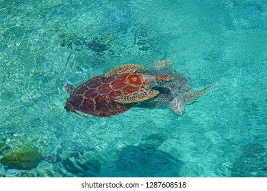 Underwater View Of A Tropical Sea Turtle In The Bora Bora Lagoon, French Polynesia