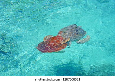 Underwater View Of A Tropical Sea Turtle In The Bora Bora Lagoon, French Polynesia