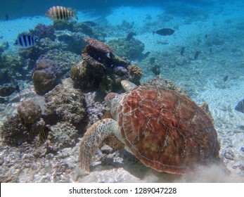 Underwater View Of A Tropical Sea Turtle In The Bora Bora Lagoon, French Polynesia