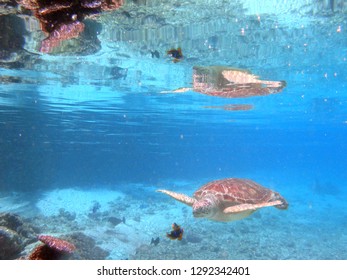 Underwater View Of A Tropical Sea Turtle In The Bora Bora Lagoon, French Polynesia