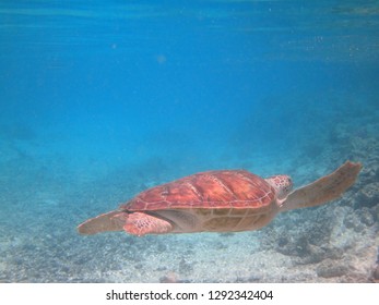 Underwater View Of A Tropical Sea Turtle In The Bora Bora Lagoon, French Polynesia