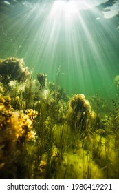 Underwater Views From The Baltic Sea