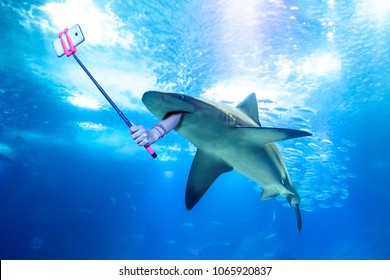 Underwater White Shark Taking A Selfie Picture With A Human Arm Holding A Selfie Stick. Undersea Marine Funny Background.