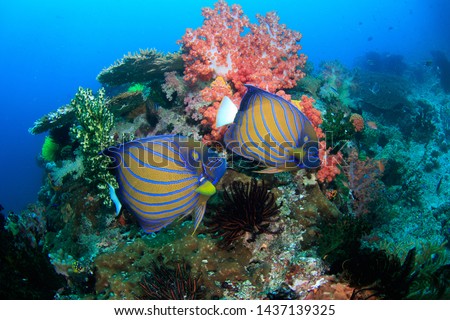 An underwater wide angle image of a pair of Angel Fish (Pomacanthus annularis) on a colorful reef with red soft corals and blue water. Scuba Diving Eco tourism / vacation in West Papua, Indonesia