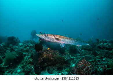 Underwater Wide Angle Shot Of A Barracuda Swimming Near The Ocean Floor Around The Coral. Blue Ocean Background, With Light Rays Shining Through The Surface