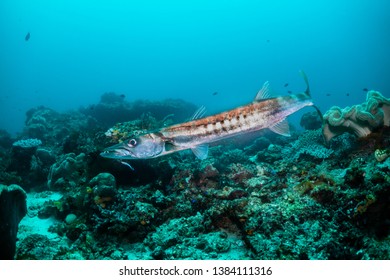 Underwater Wide Angle Shot Of A Barracuda Swimming Near The Ocean Floor Around The Coral. Blue Ocean Background, With Light Rays Shining Through The Surface