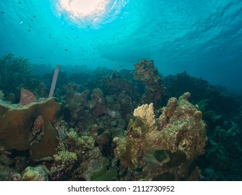 11,998 Underwater wide angle Images, Stock Photos & Vectors | Shutterstock