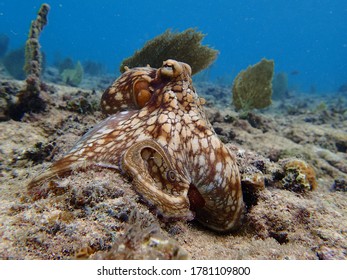 Underwater Wild Octopus Displaying Camouflage