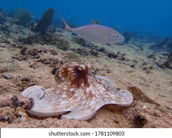 Underwater Wild Octopus Displaying Camouflage