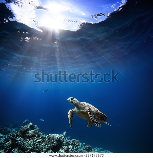 Underwater wildlife
with animals, Divers adventures in Maldives. Sea turtle floating
over beautiful natural ocean background. Coral reef lit with
sunlight trough water
surface.