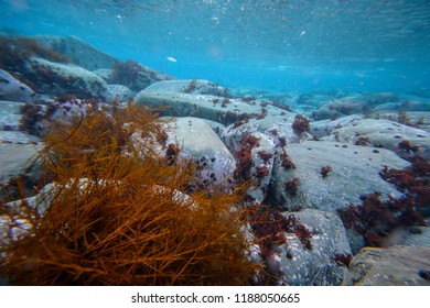 Underwater World In Antarctica