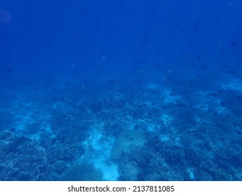 Underwater World In Atauro Island