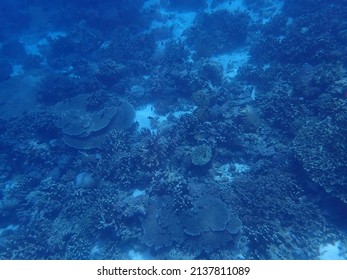 Underwater World In Atauro Island