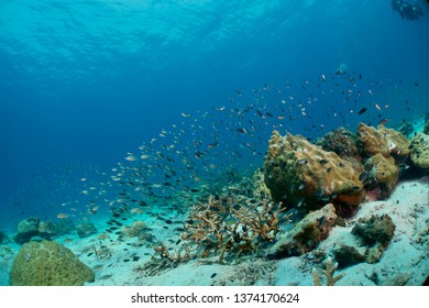 Underwater World! Beautiful Coral Reef on the Day of Clear Water!