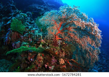 Underwater world. Beautiful coral reefs of Sipadan Island.